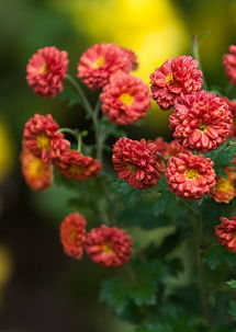 向老鳥(niǎo)學(xué)習(xí)學(xué)習(xí) 也拍拍菊花專輯 zmf老驥伏櫪