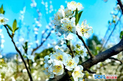 瀘縣太伏鎮(zhèn)李子花迎春綻放，伏櫪春色醉游人