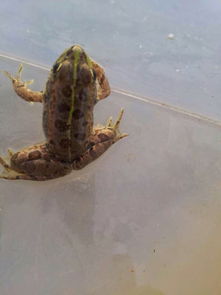 老驥伏櫪，志在千里——藍(lán)色力獅旅行版塔城游記